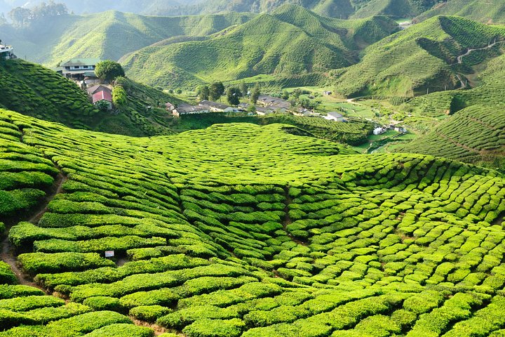 Tea Plantation-view