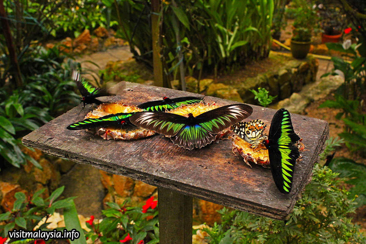 Butterfly Garden