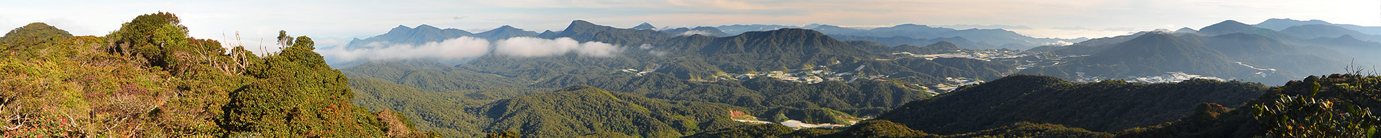Cameron Highland-view
