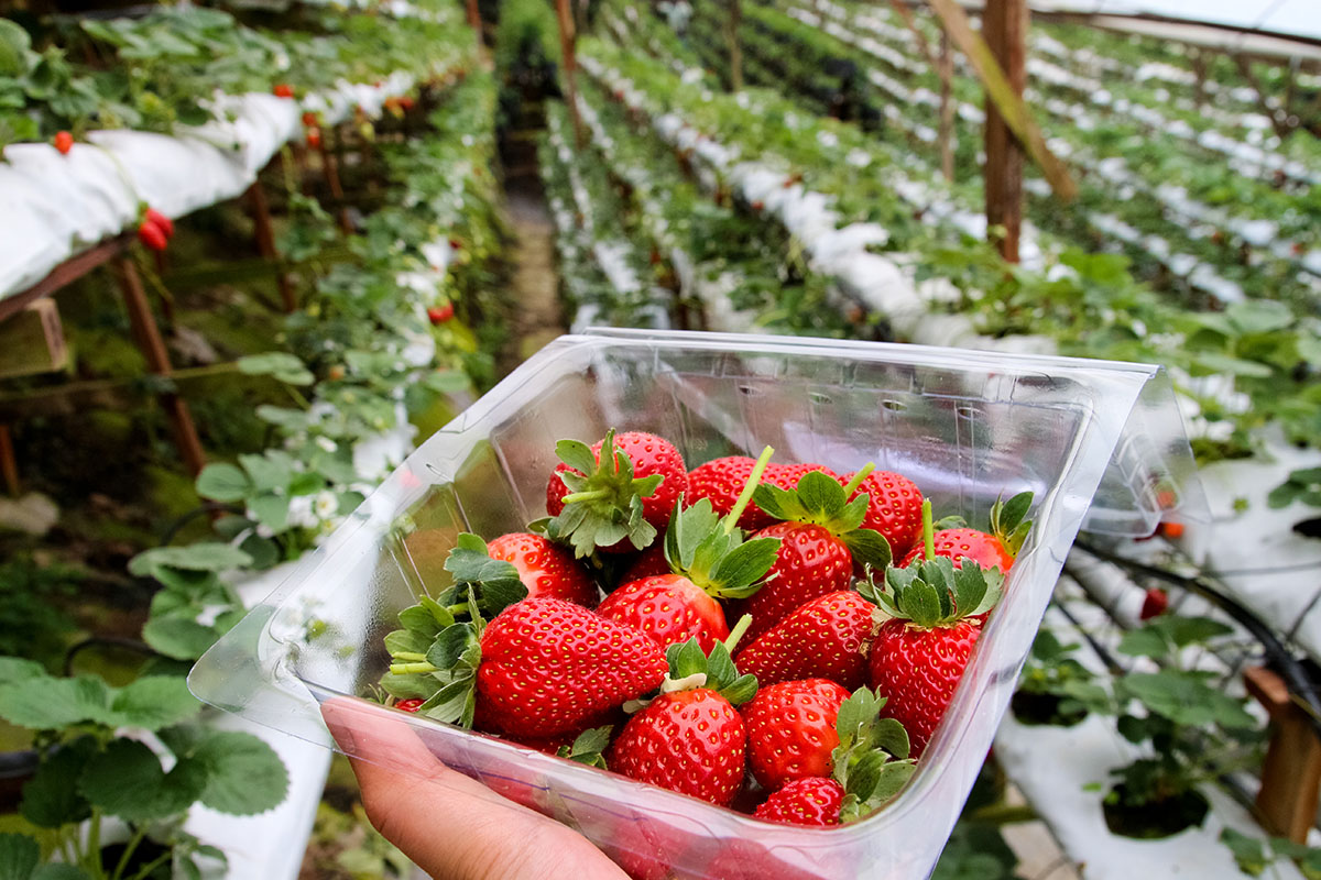 Strawberry Picking Experience